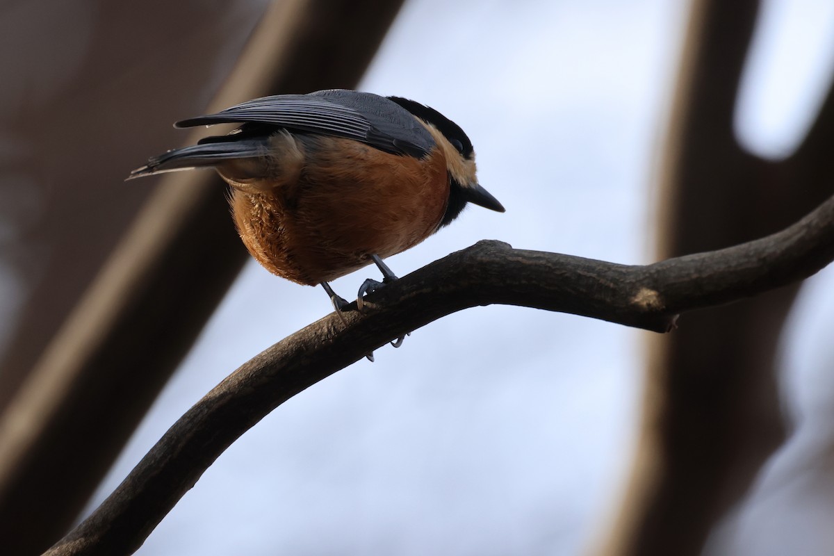 Buntmeise - ML645826387