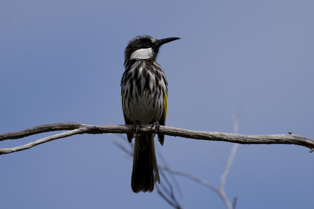 Weißwangen-Honigfresser - ML645826388