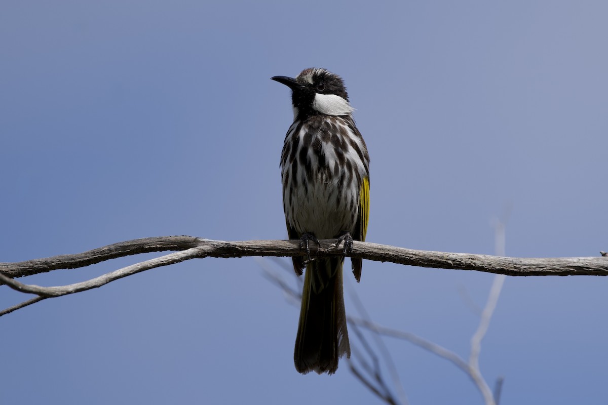 Weißwangen-Honigfresser - ML645826389