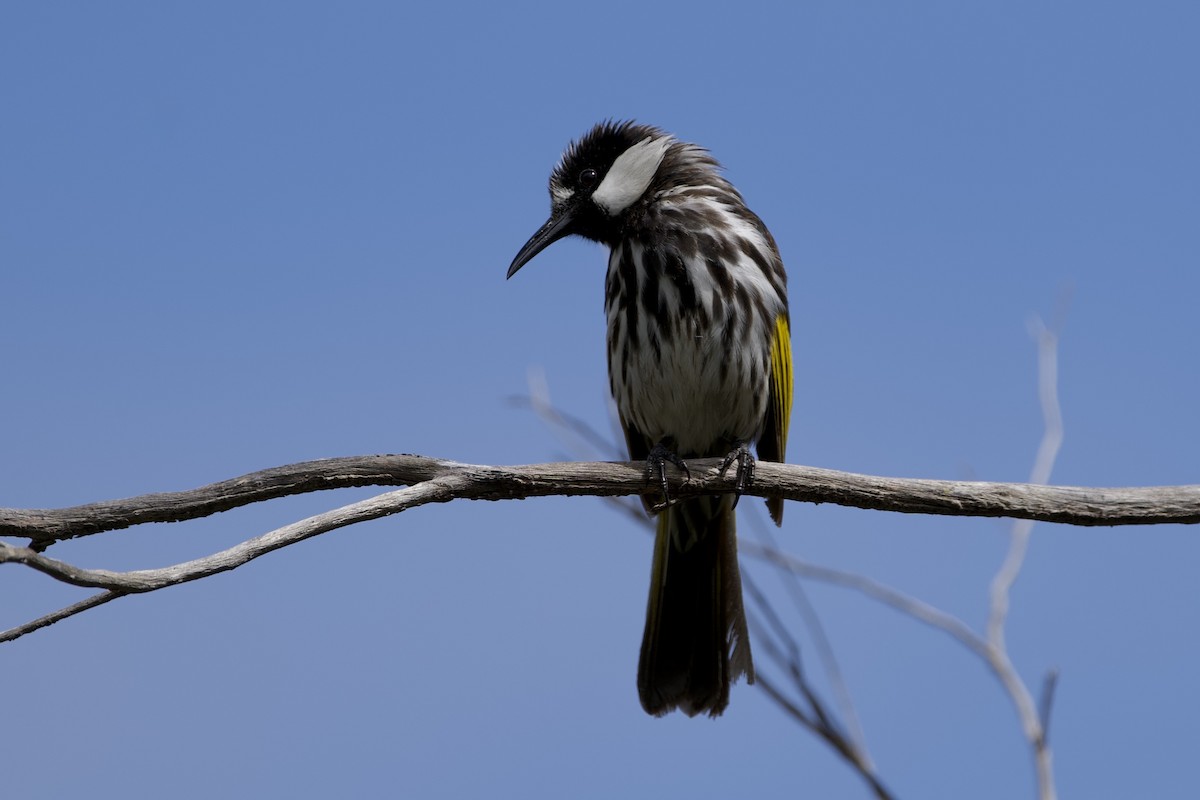 Weißwangen-Honigfresser - ML645826390