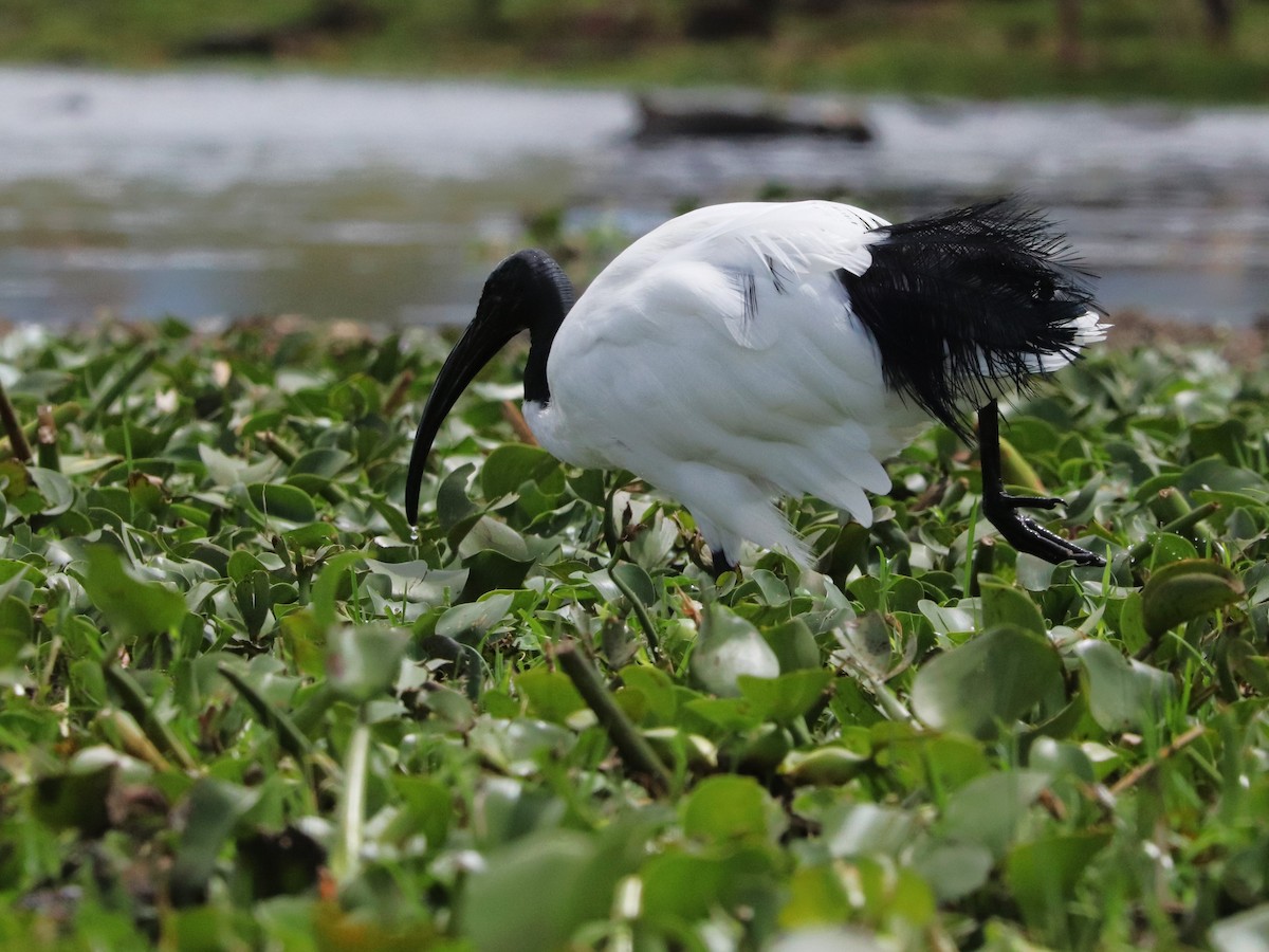 Pharaonenibis - ML645826392