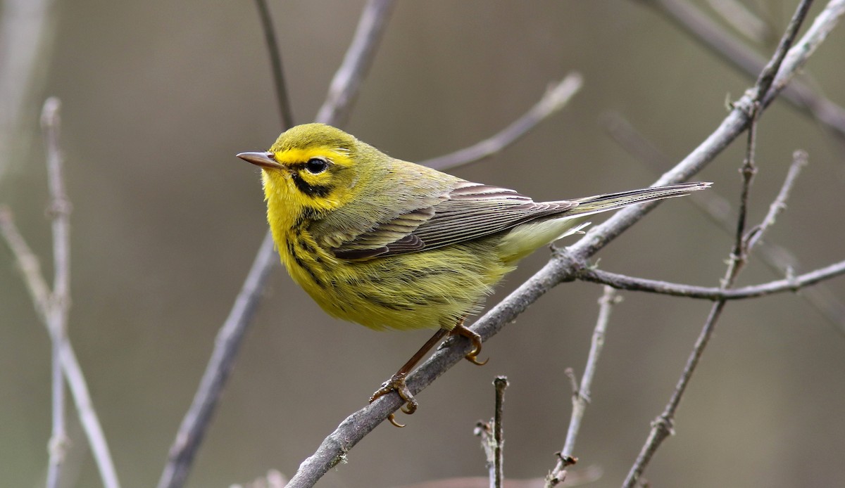 Prairie Warbler - ML64582641