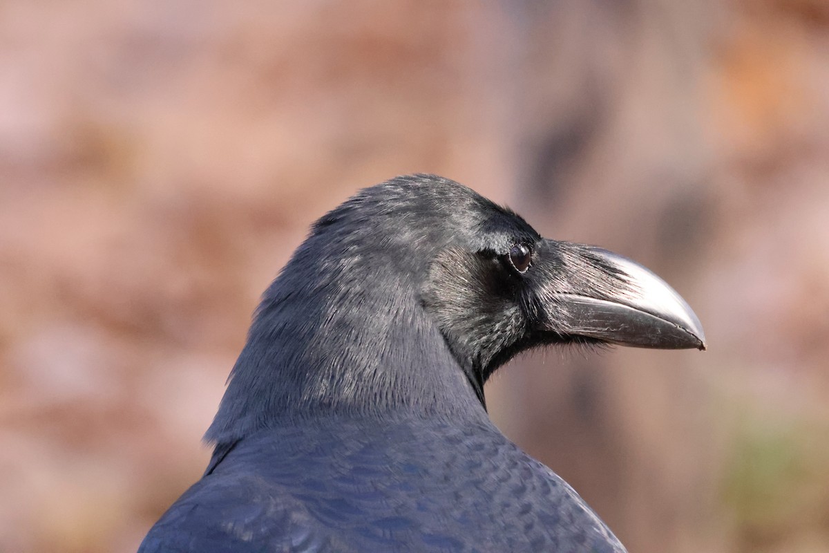 tykknebbkråke - ML645826414