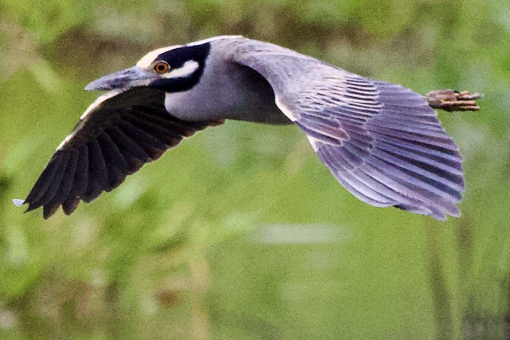 Yellow-crowned Night Heron - ML645826423