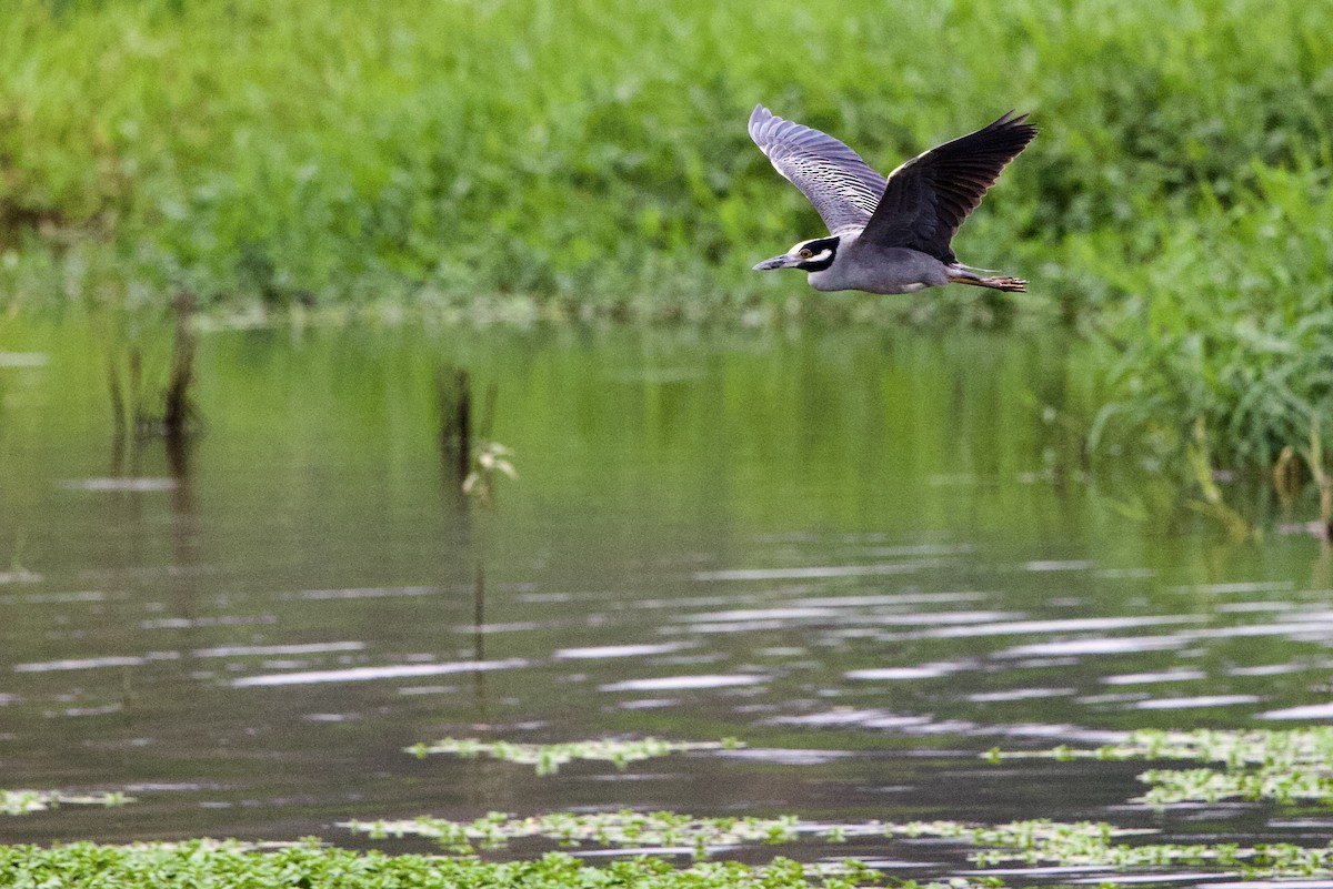 Yellow-crowned Night Heron - ML645826425