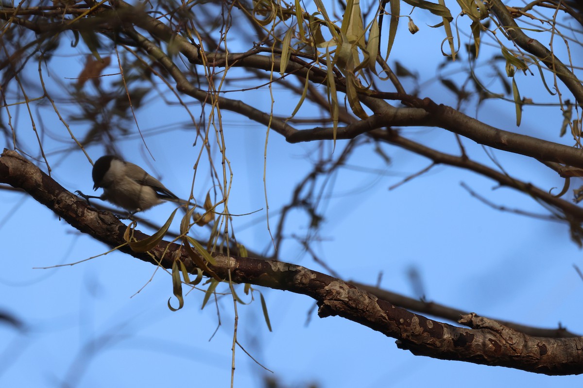 løvmeis - ML645826433