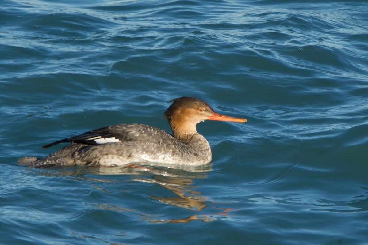 Red-breasted Merganser - ML645826442