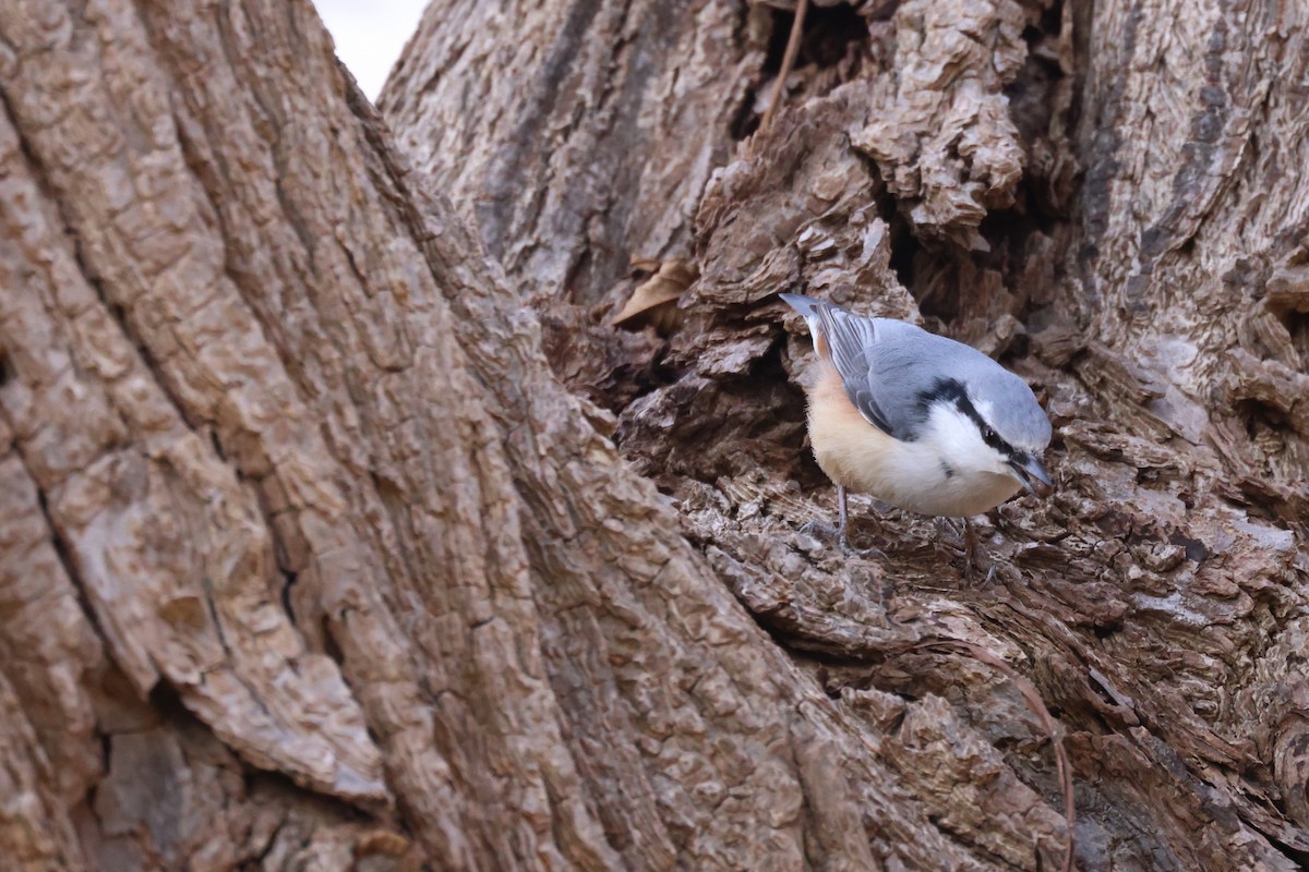 spettmeis - ML645826445