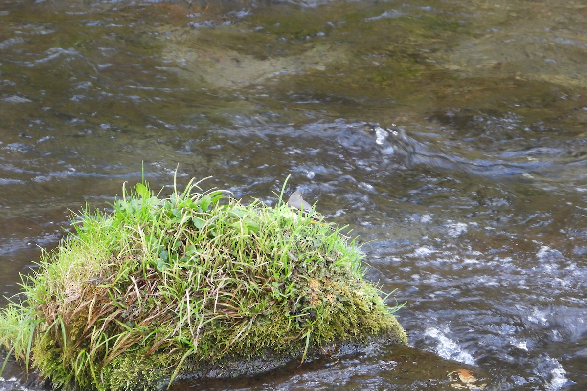 vintererle - ML645826446