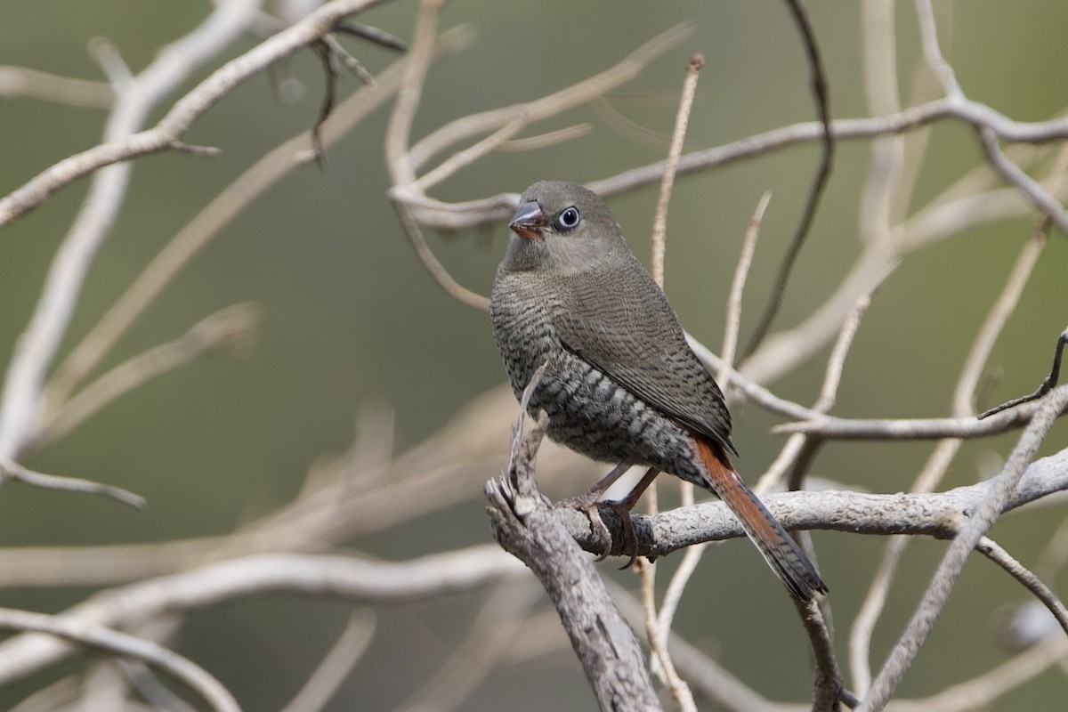 Red-eared Firetail - ML645826448