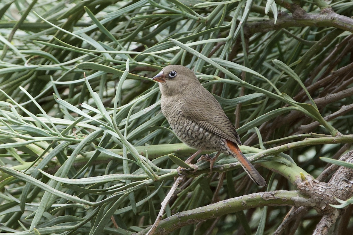 Red-eared Firetail - ML645826449