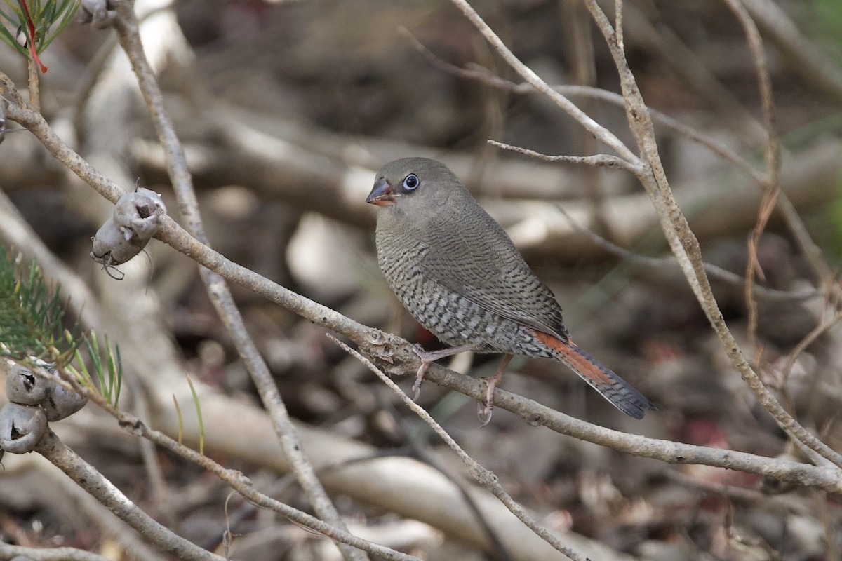 Red-eared Firetail - ML645826450