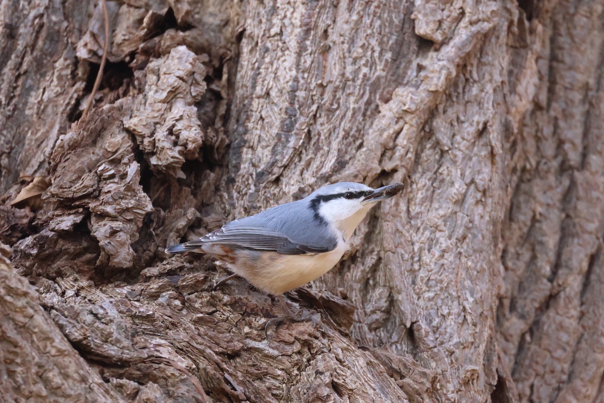 spettmeis - ML645826452