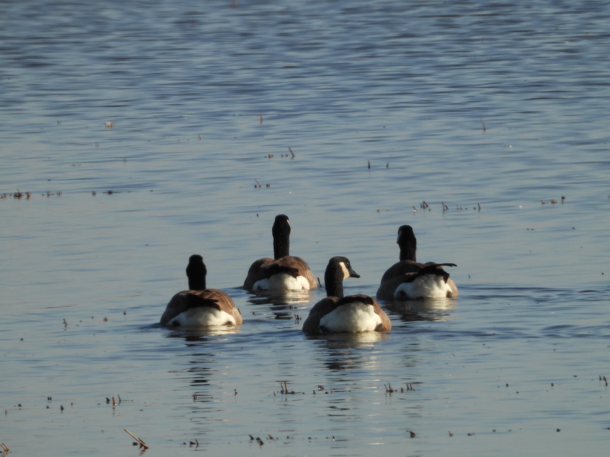 Canada Goose - ML645826454