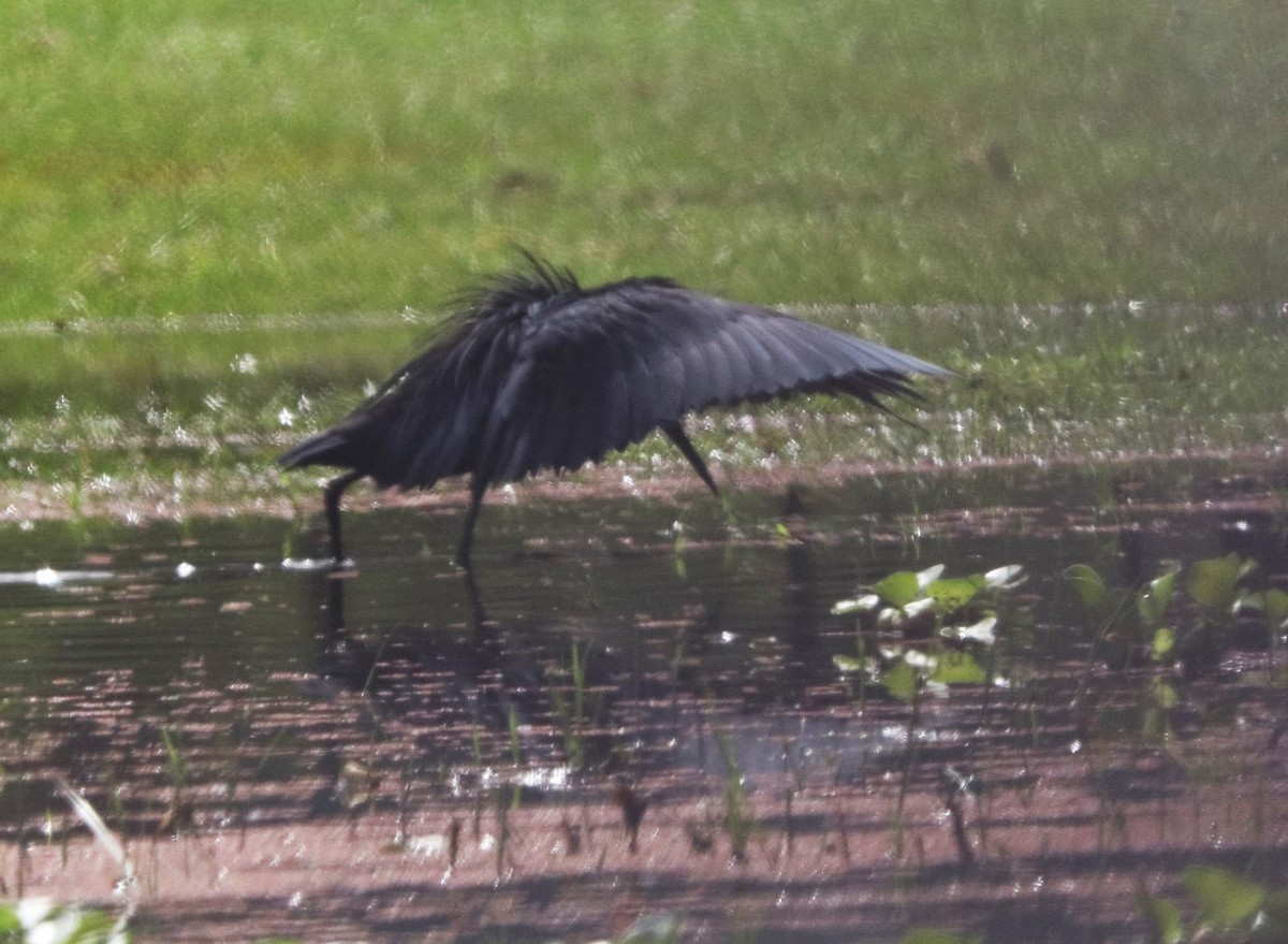Black Heron - ML645826455
