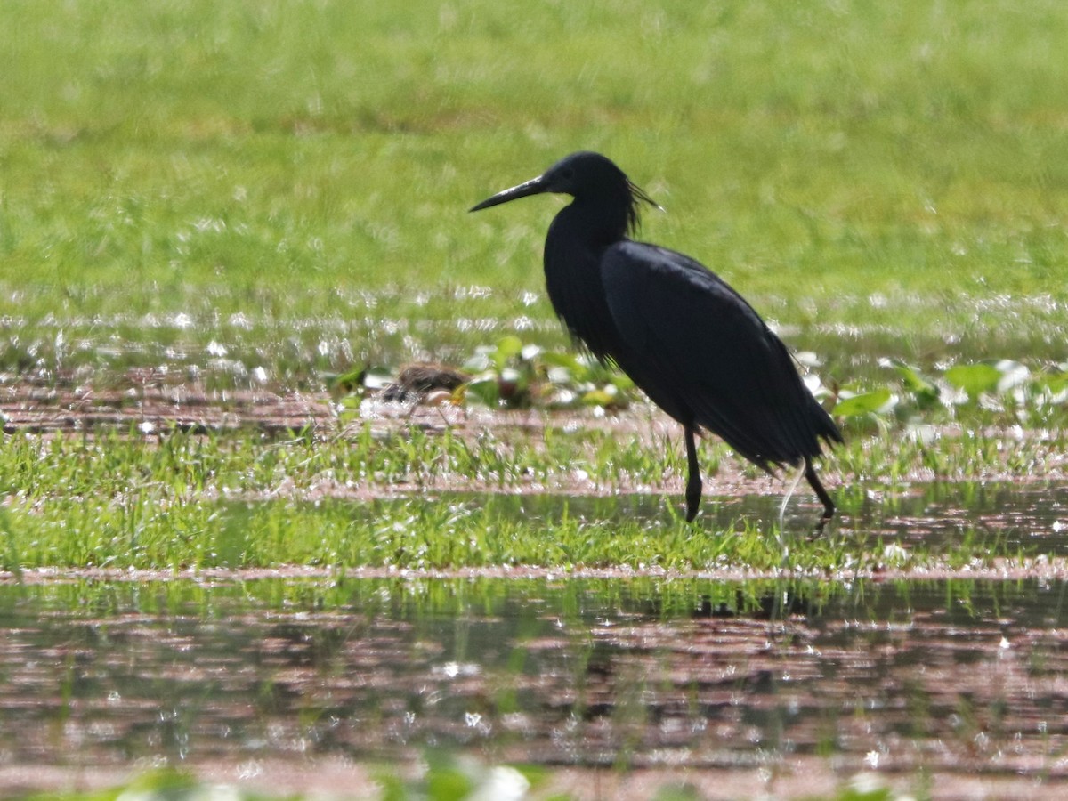 Black Heron - ML645826456