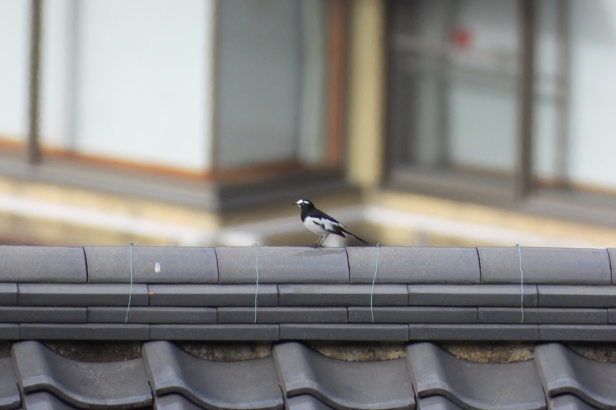 japanerle - ML645826457