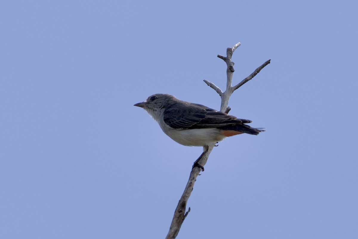 Mistletoebird - ML645826458