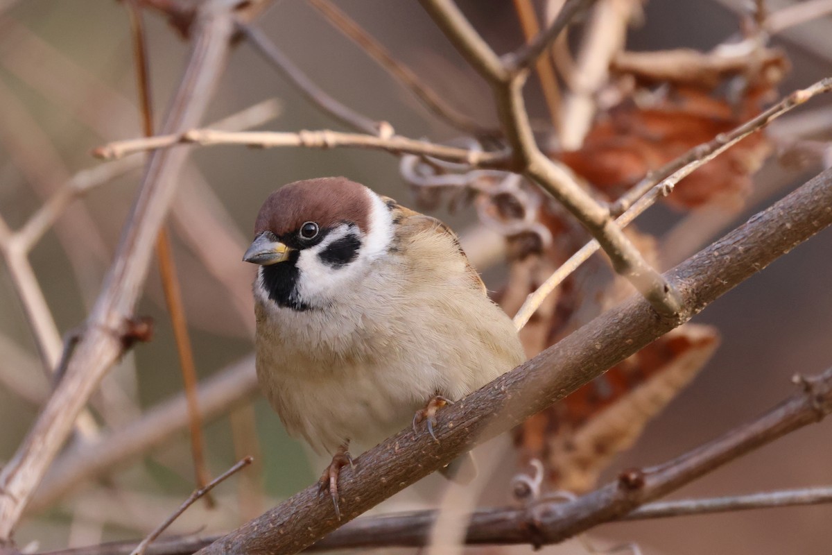 pilfink - ML645826461