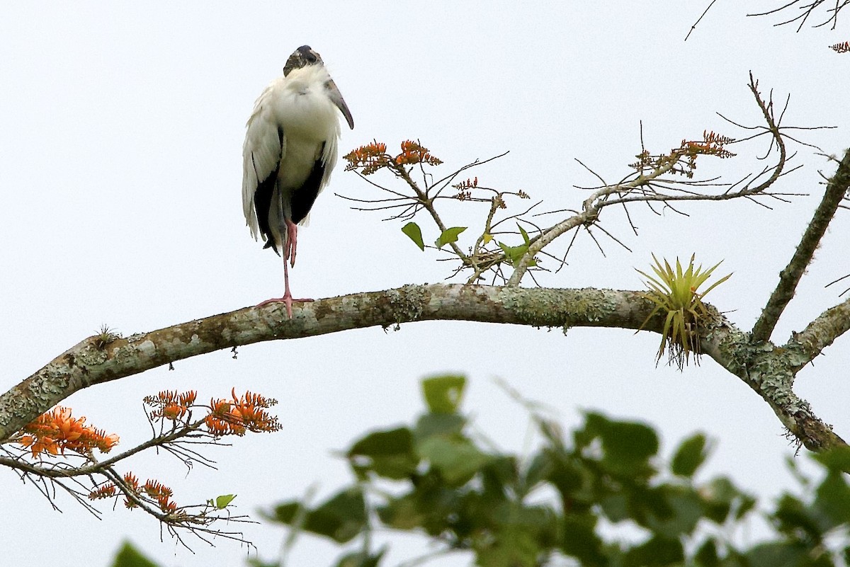 Wood Stork - ML645826468