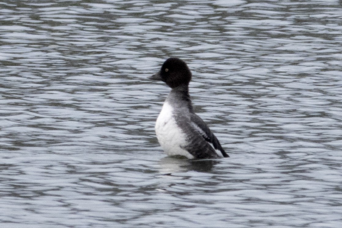 鵲鴨 - ML645826470