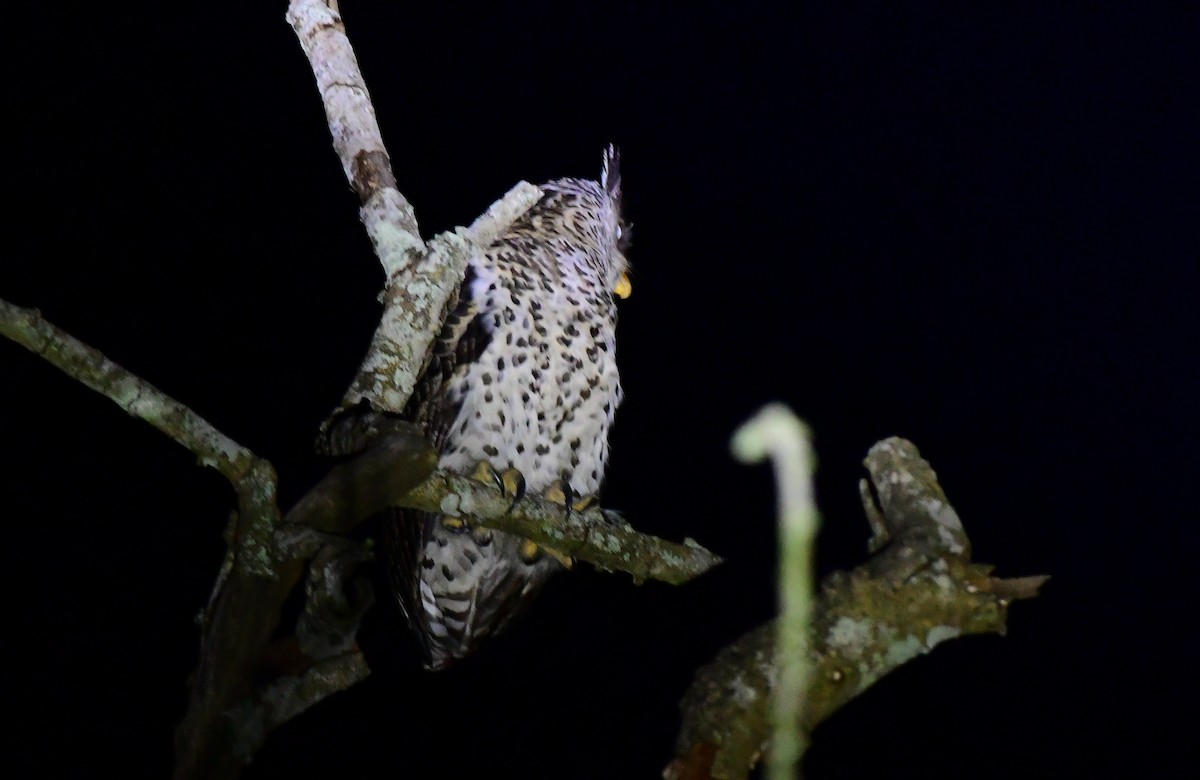 Spot-bellied Eagle-Owl - ML645826471