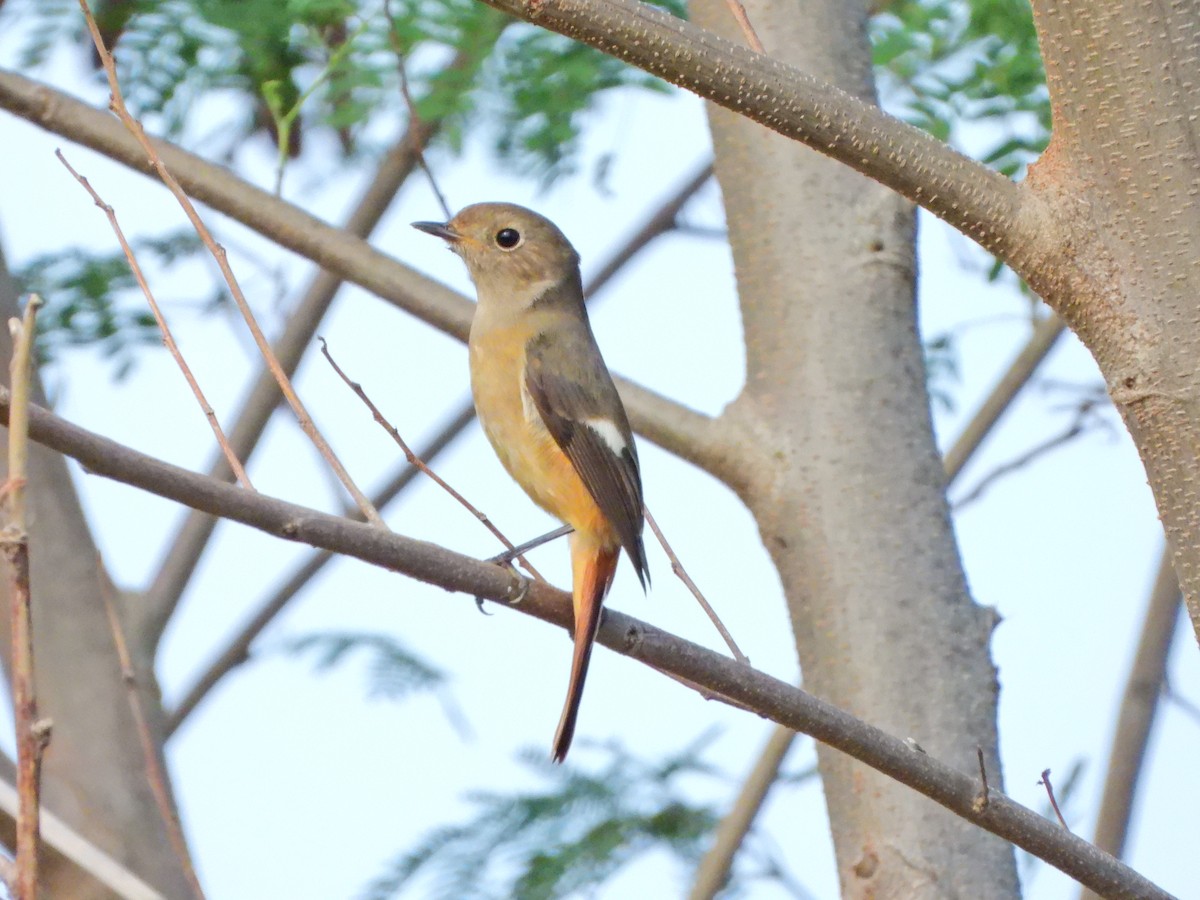 חכלילית סיבירית - ML645826482