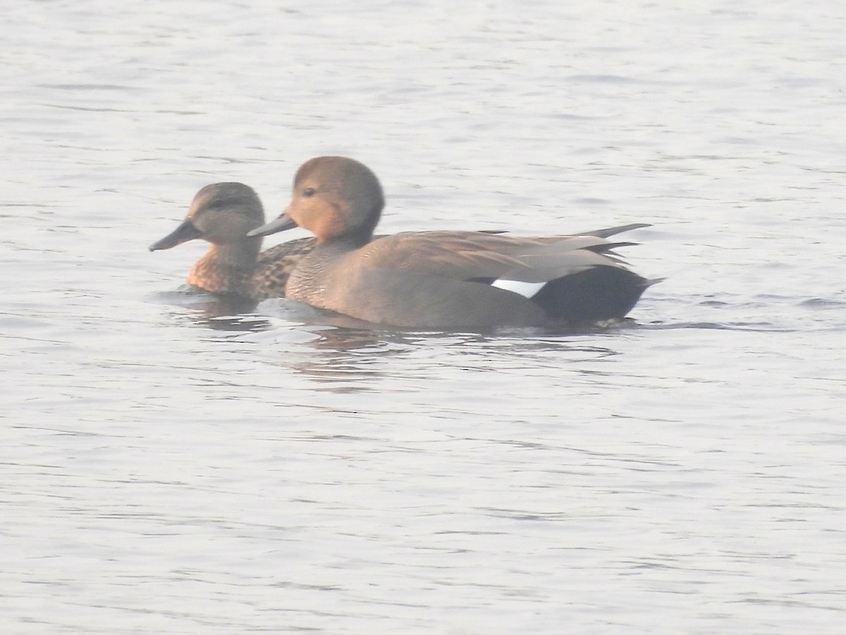 Серая утка - ML645826485