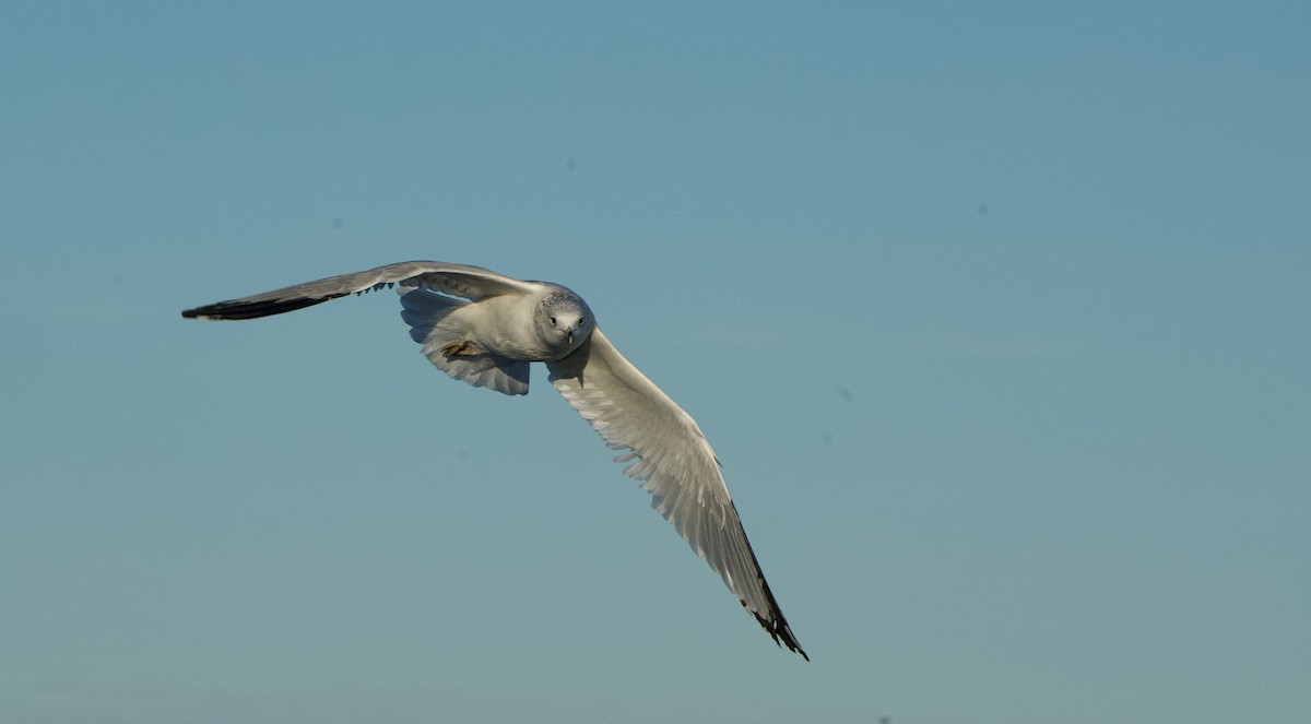 Ring-billed Gull - ML645826487