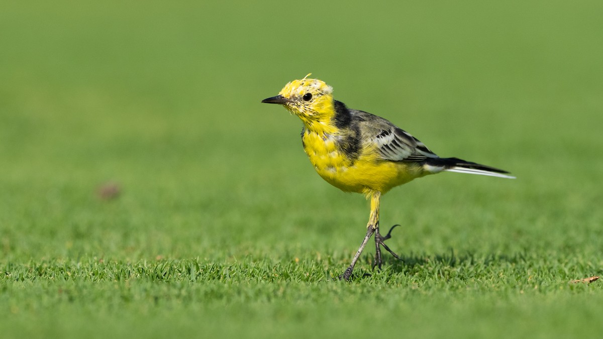 Sarı Başlı Kuyruksallayan - ML645826488