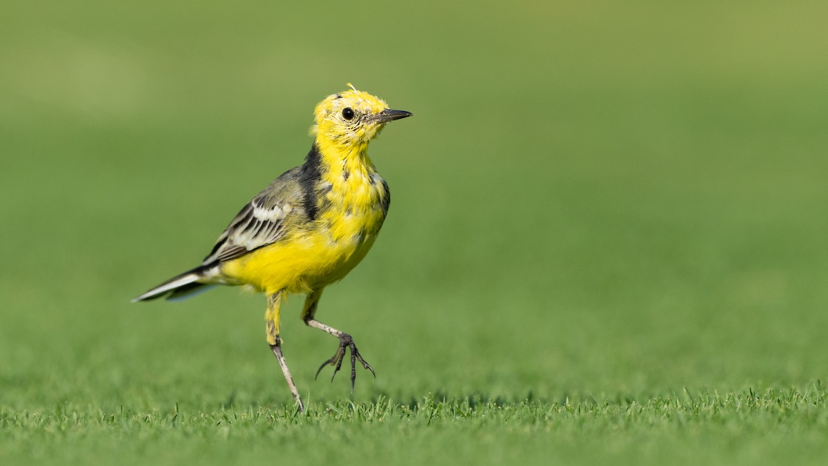 Sarı Başlı Kuyruksallayan - ML645826489