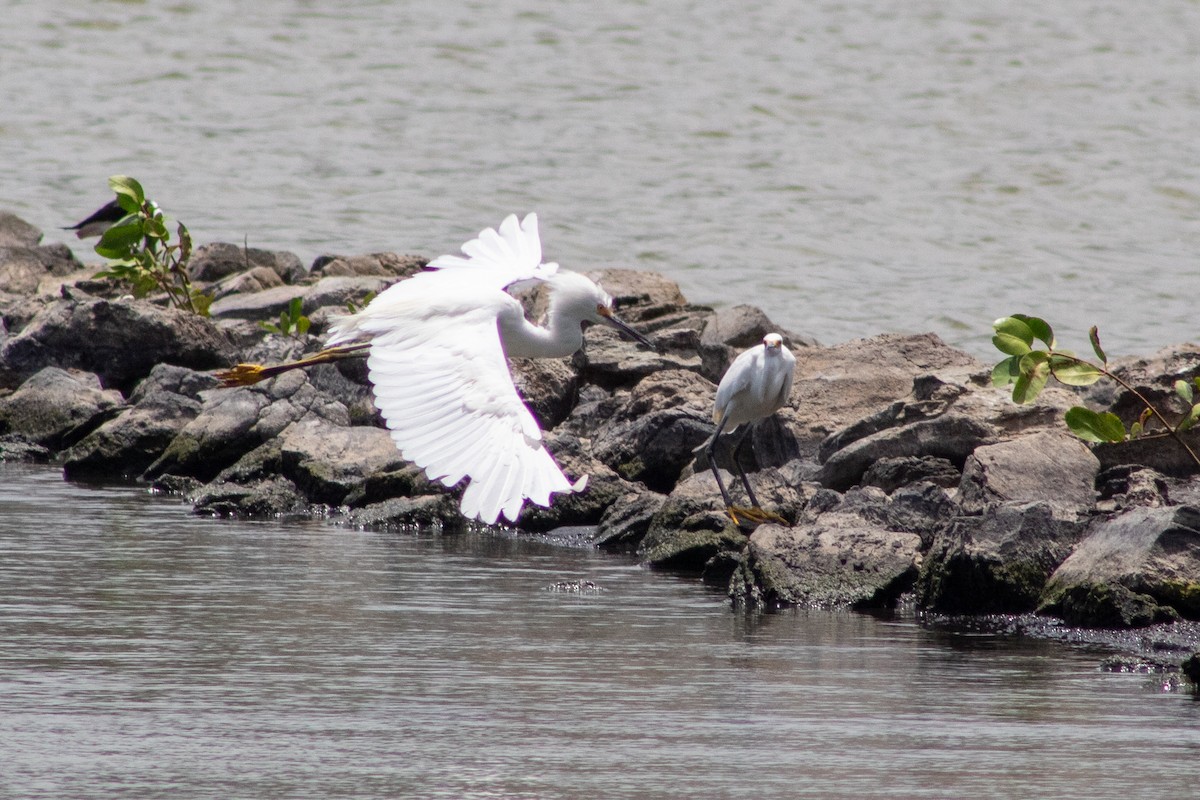 Snowy Egret - ML645826494