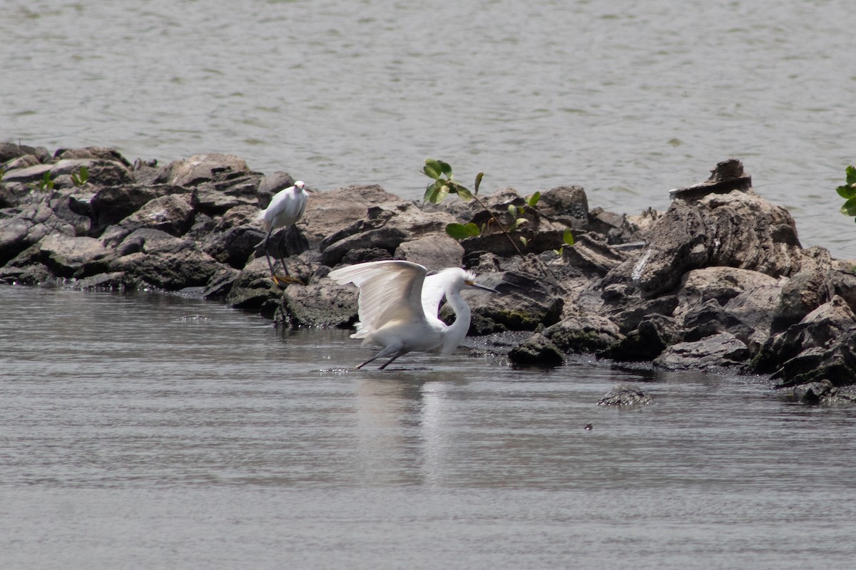Snowy Egret - ML645826495