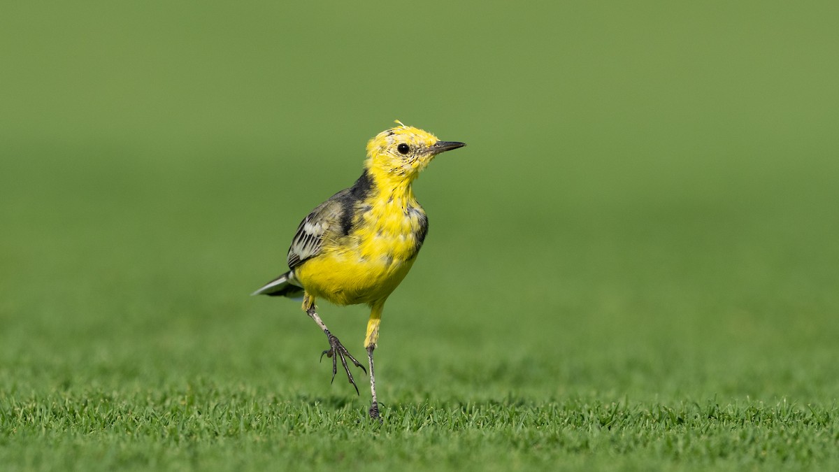 Sarı Başlı Kuyruksallayan - ML645826498