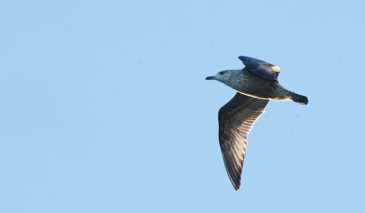 Ring-billed Gull - ML645826508