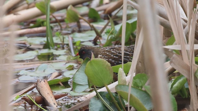 Avustralya Suyelvesi - ML645826509