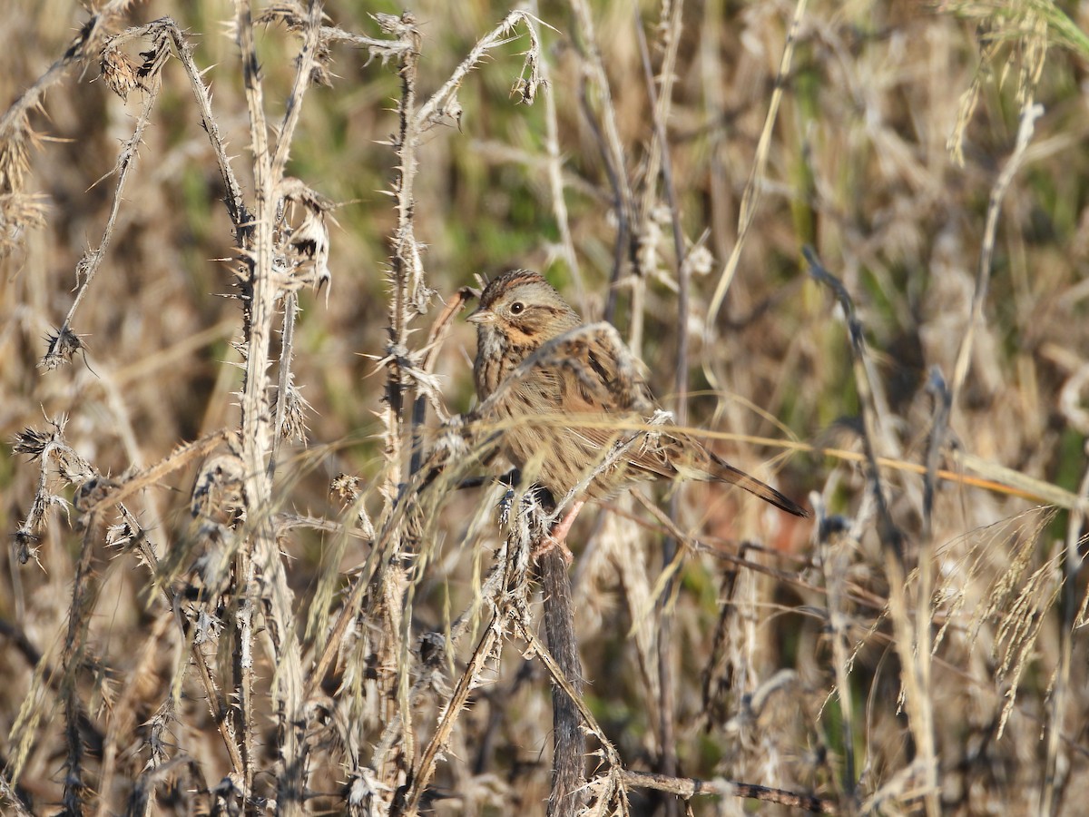 strnadec pruhohlavý - ML645826510