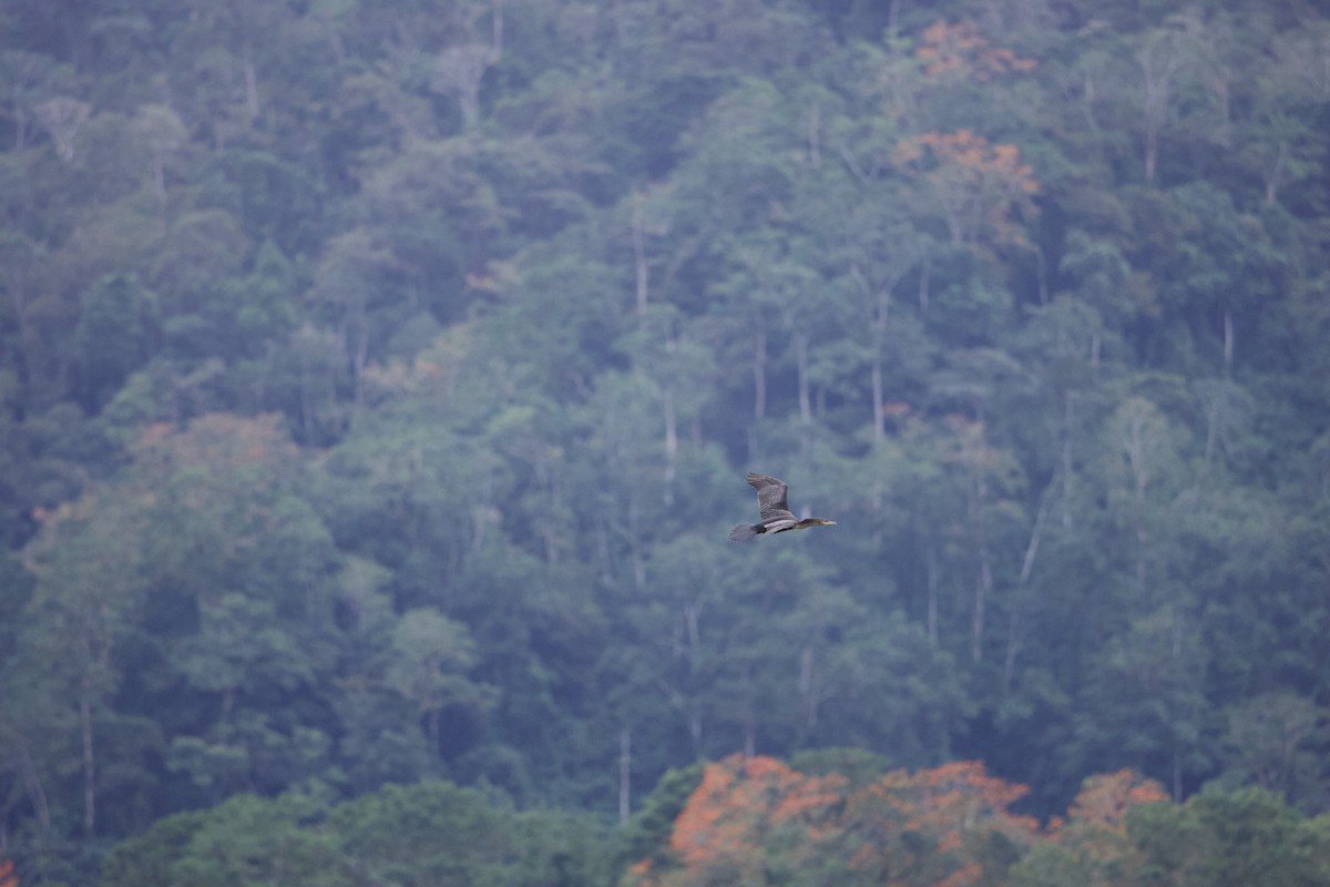 Neotropic Cormorant - ML645826511