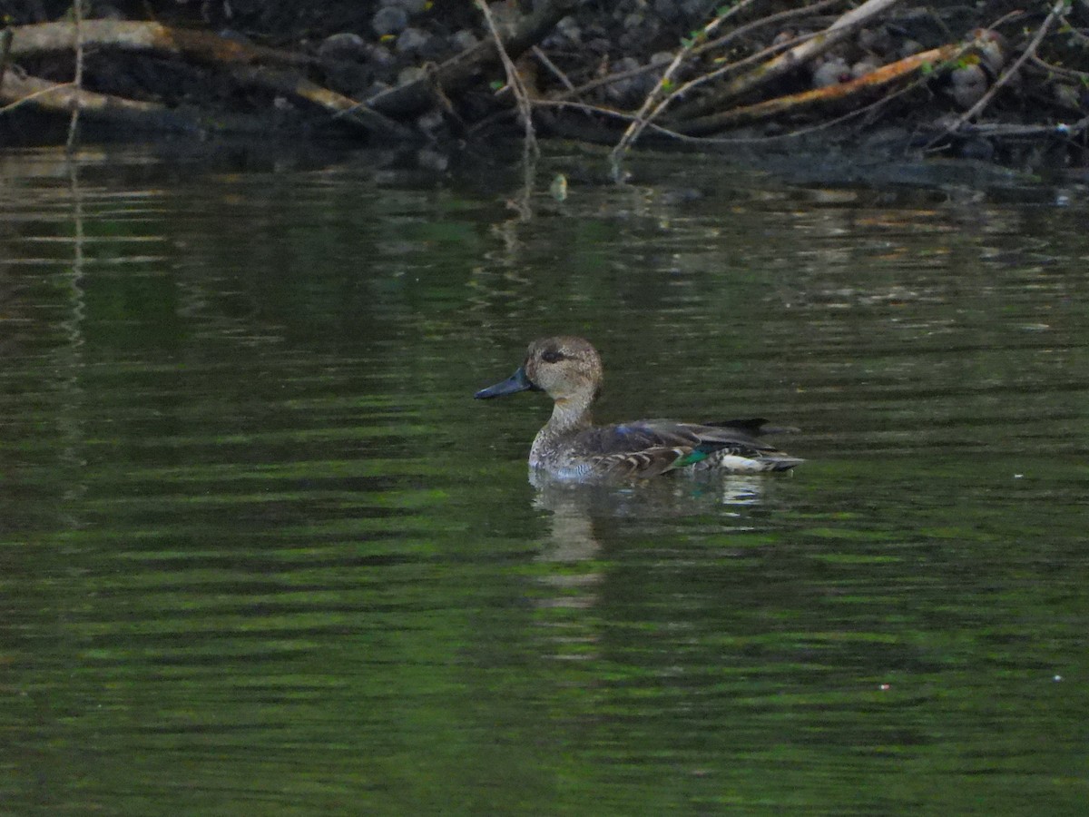 Green-winged Teal - ML645826513