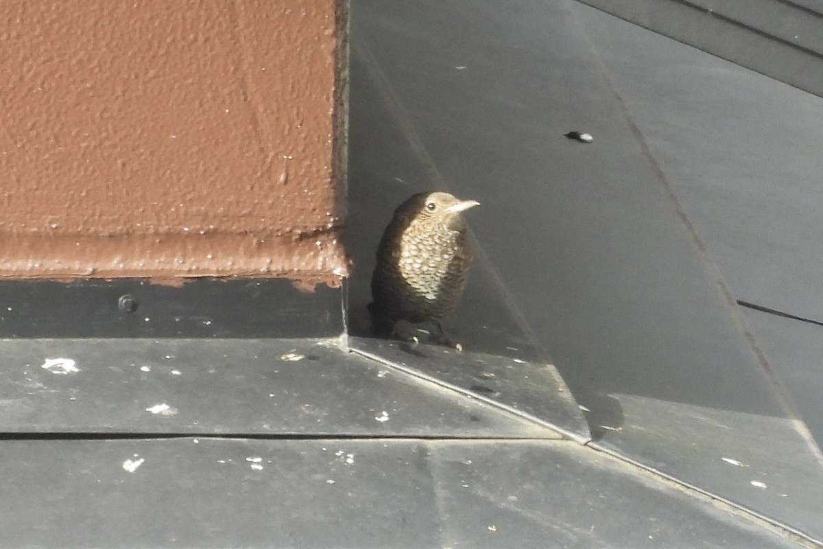 brunfossekall - ML645826514