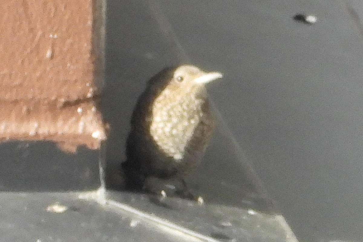 brunfossekall - ML645826515