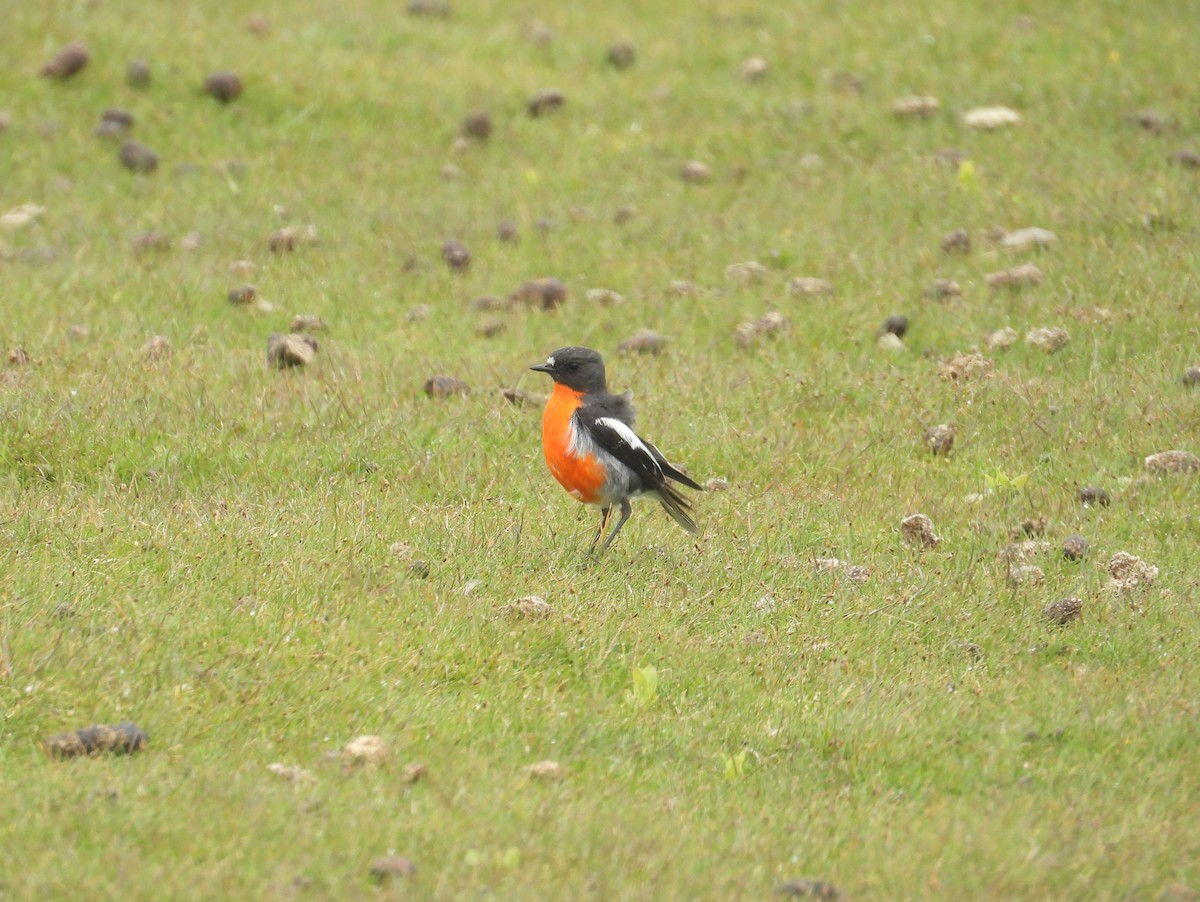 lejsčík ohnivý - ML645826520