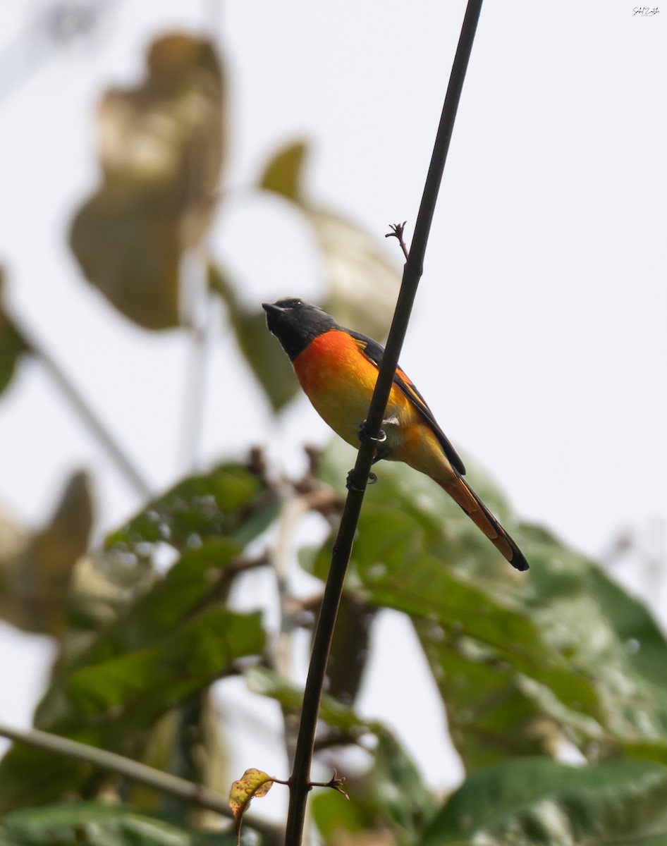 Zwergmennigvogel - ML645826521