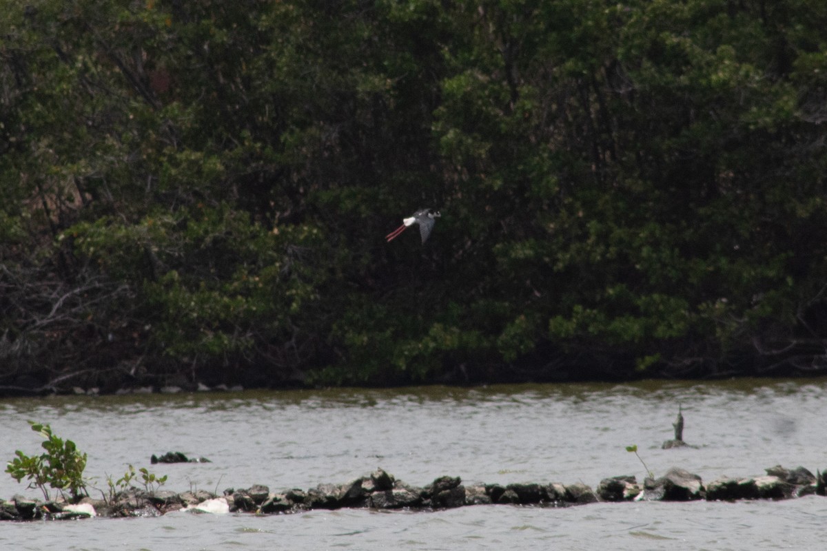 Black-necked Stilt - ML645826522