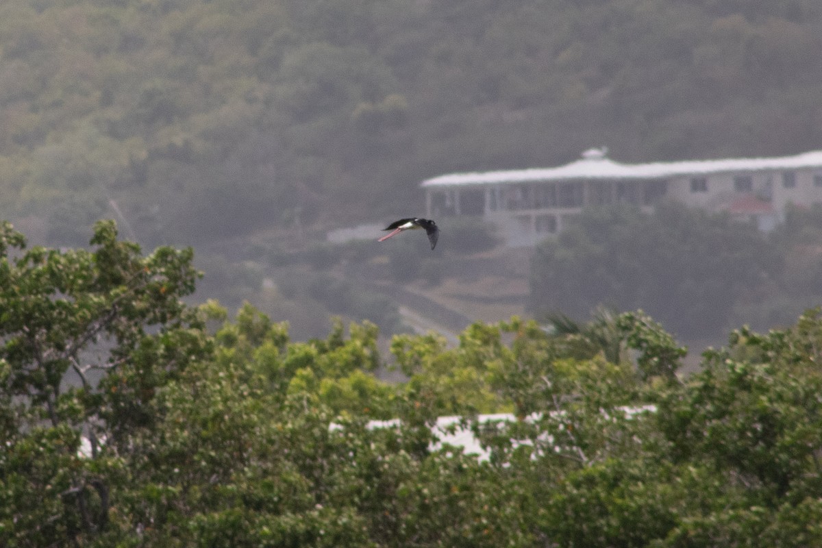 Black-necked Stilt - ML645826523