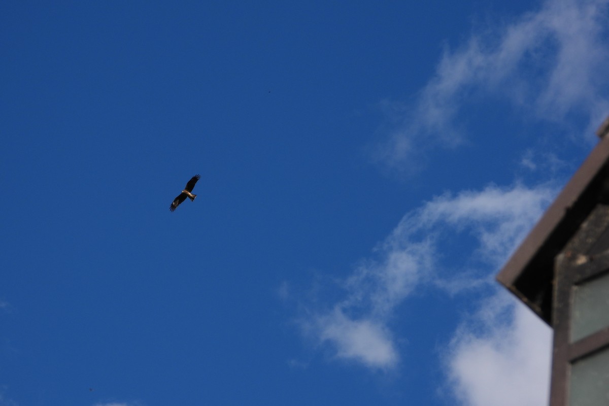 svartglente (lineatus/formosanus) (asiasvartglente) - ML645826525