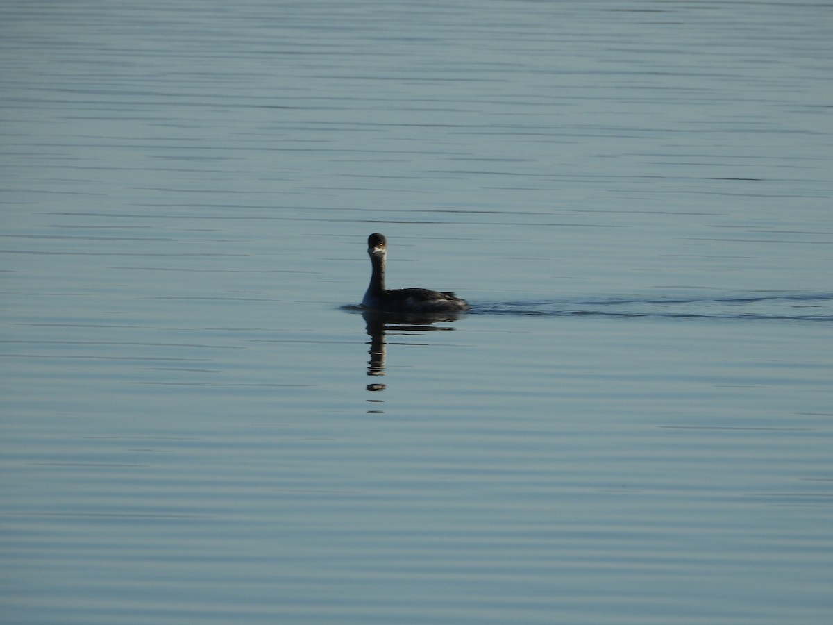 Eared Grebe - ML645826528