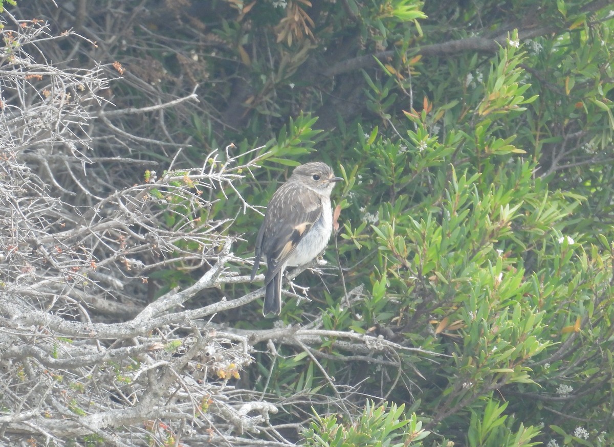 lejsčík ohnivý - ML645826531