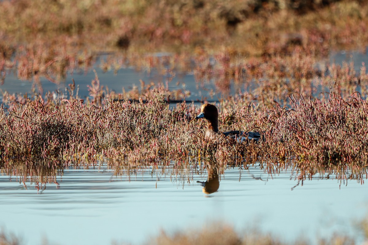 Eurasian Wigeon - ML645826534