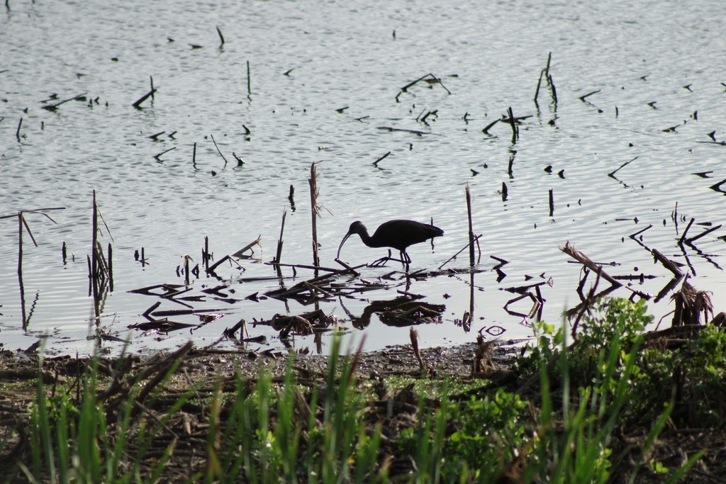 Beltzaran musuzuria - ML645826536